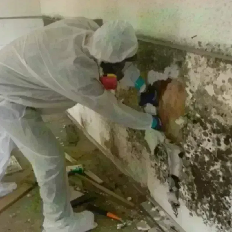 Mold Remediation and Removal in Chester, VT